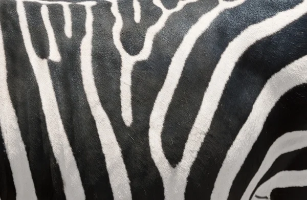 stock image Zebras Stripes
