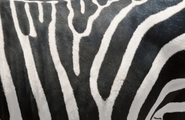 Stock image Zebras Stripes