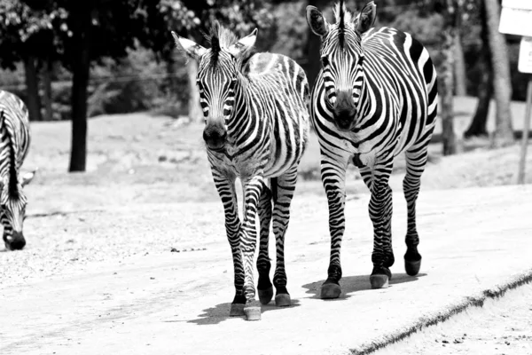 Zebras Wilking — Fotografia de Stock