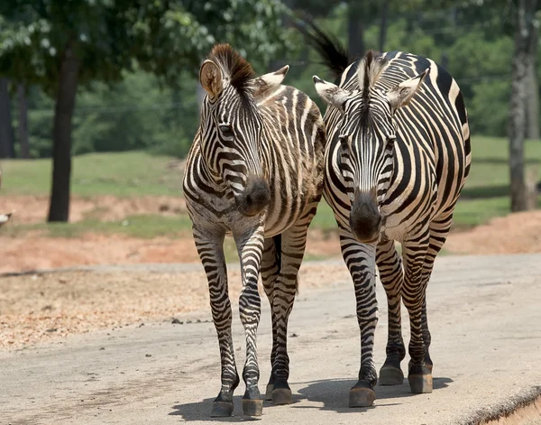 Wilking Zebras — Stock Photo, Image