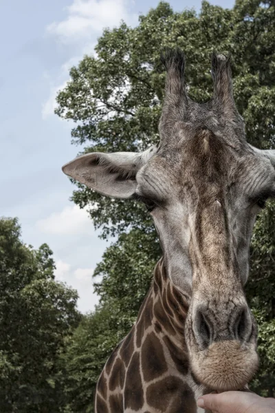 Žirafa je jíst z lidské ruky — Stock fotografie