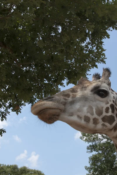 Retrato de girafas — Fotografia de Stock
