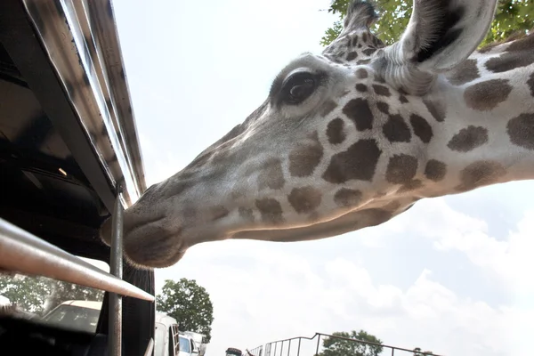 Giraffe waiting for food — Stock Photo, Image
