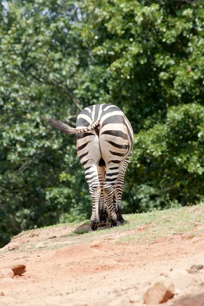 Zebra behaind — Stok fotoğraf