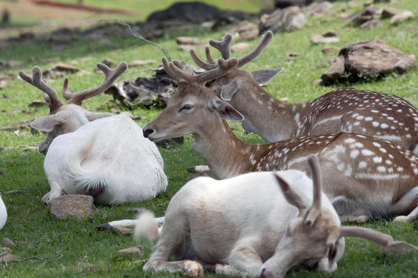 休息的梅花鹿鹿家庭 — 图库照片