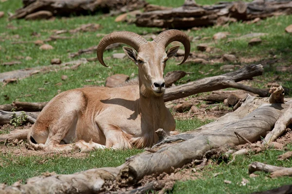 Mouflon Sheep — Stock Photo, Image