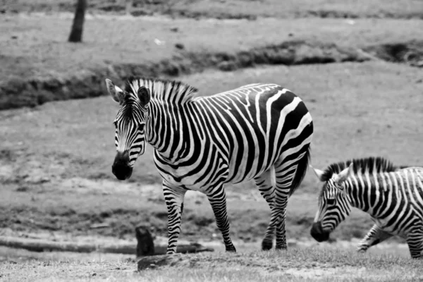 Wilking zebror — Stockfoto