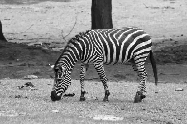 Zebra essen — Stockfoto