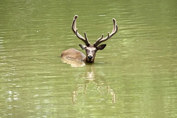 Cervo nuotatore — Foto Stock