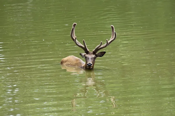 Swiming stag — Stock Photo, Image