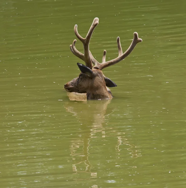 Swiming stag — Stock Photo, Image