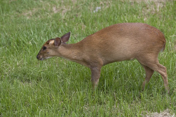 Muntjac hjortar gå på ett fält — Stockfoto