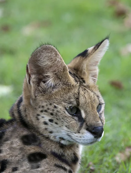 非洲野猫 — 图库照片