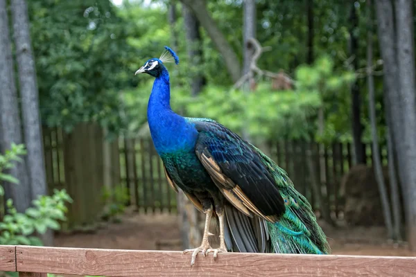 Peacock is on a fence — Stock Photo, Image