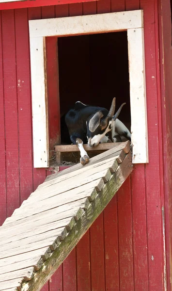 The Goat it The barn — Stock Photo, Image