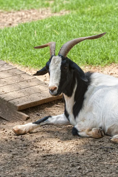 Реставрация козы — стоковое фото