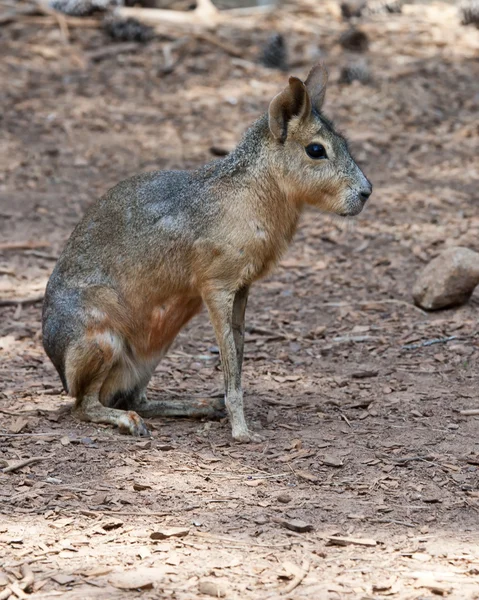 Patagonian Cavy — Stock Photo, Image