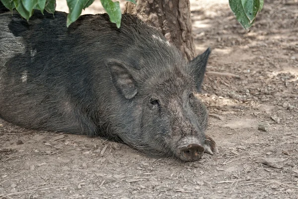 Kepala babi. — Stok Foto