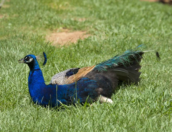 Peacock is resting on grass — Stock Photo, Image