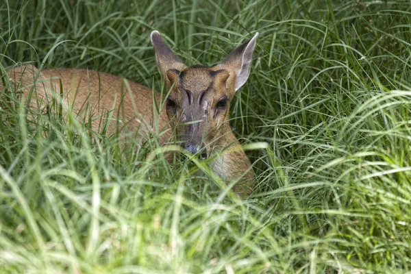 Muntjac ciervo escondido en la hierba —  Fotos de Stock