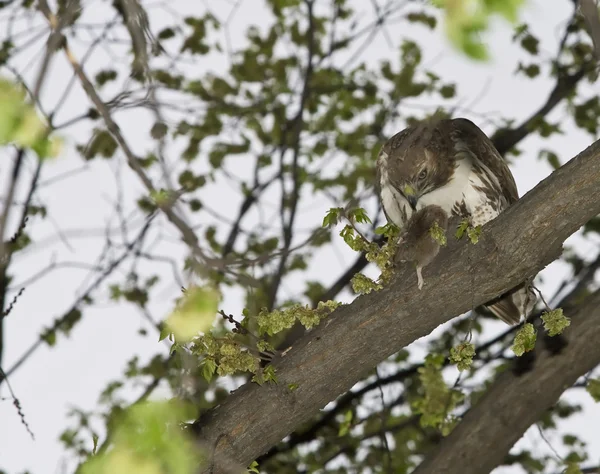 Hawk alimentando-se de rato de pântano — Fotografia de Stock
