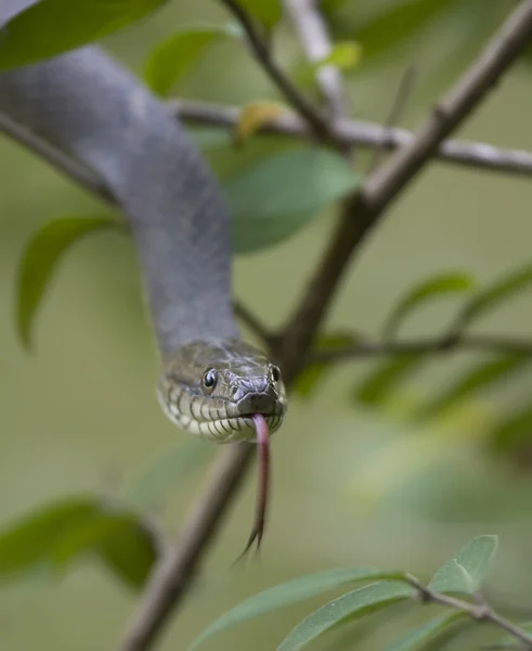 뱀 공격 — 스톡 사진