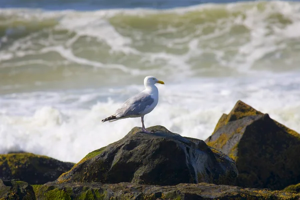 Seagull en Oceaan — Stockfoto