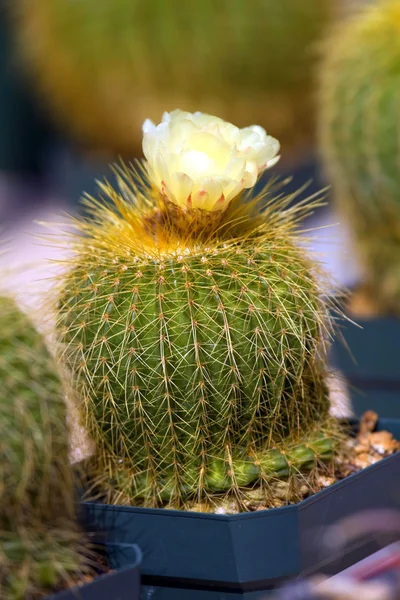 Kaktusz virága — Stock Fotó