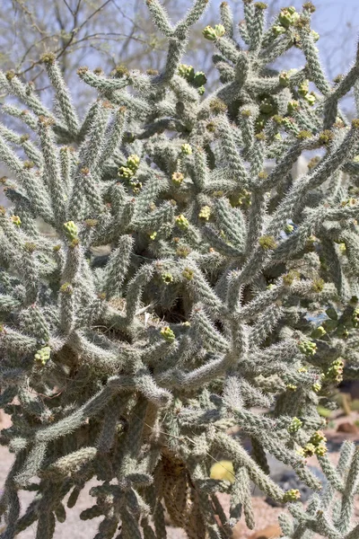 Kaktus blomma — Stockfoto
