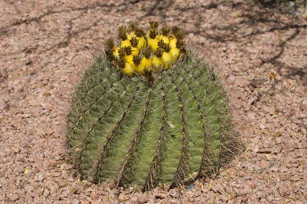Cactus blossom — Stock Photo, Image