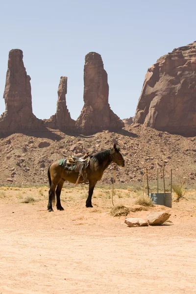 Horse. Monument Valley