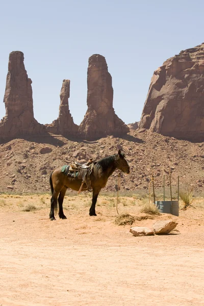 stock image Horse. Monument Valley