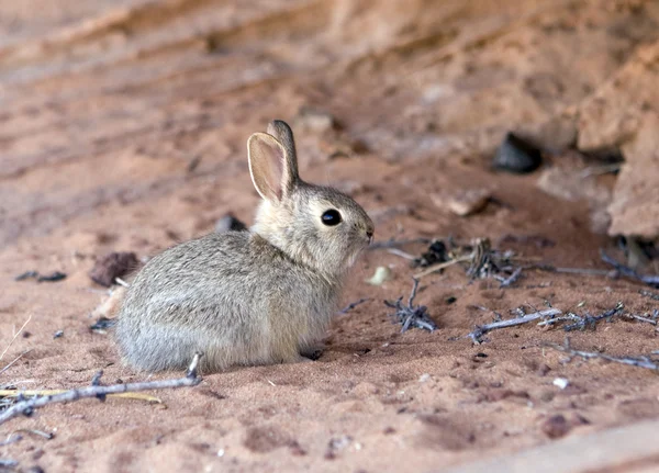 Rabbit at Arizona desert — Stock Photo, Image