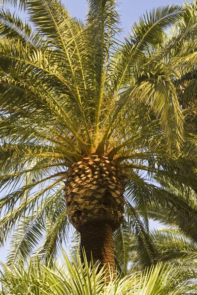 Palmträd — Stockfoto
