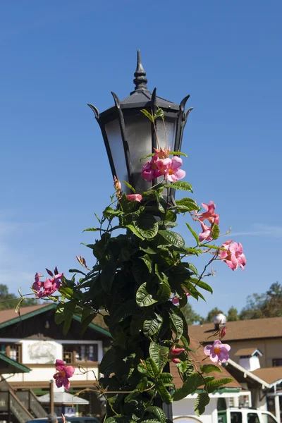 Lanterna de rua com hera flor — Fotografia de Stock