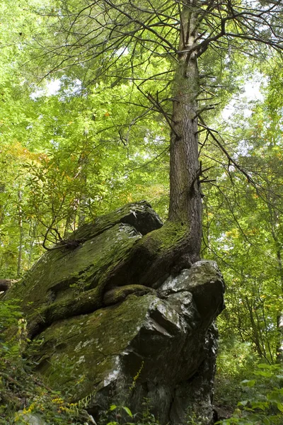 stock image Tree on rock