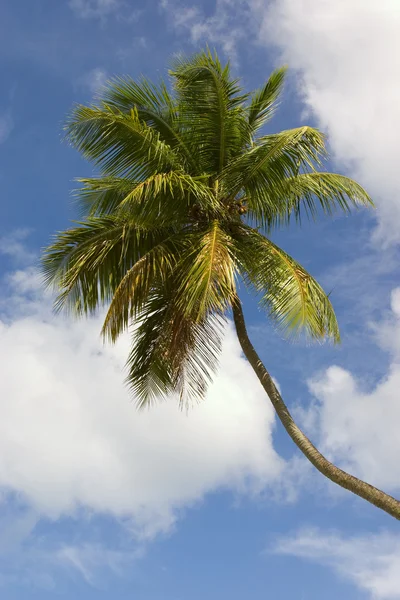 Caraíbas. Árvore de palma — Fotografia de Stock