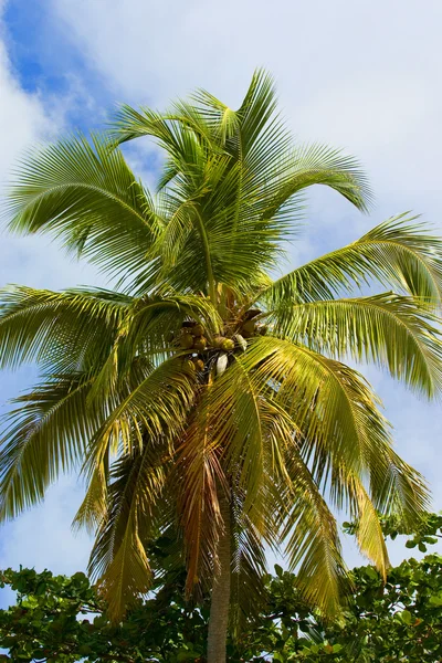 Árvore de palma — Fotografia de Stock