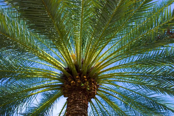 Palm-tree — Stock Photo, Image
