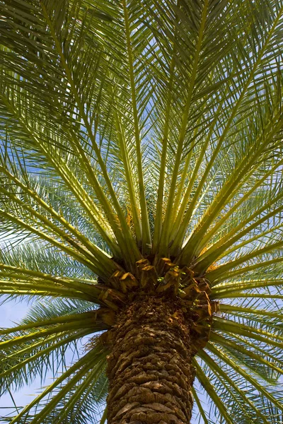 Albero di palma — Foto Stock