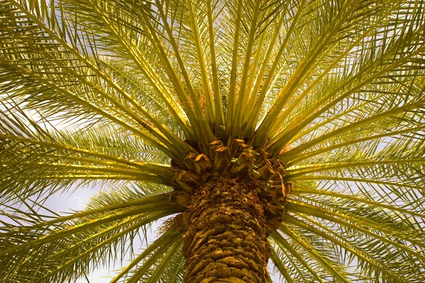 Árvore de palma — Fotografia de Stock