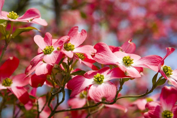 Красивое цветущее дерево — стоковое фото
