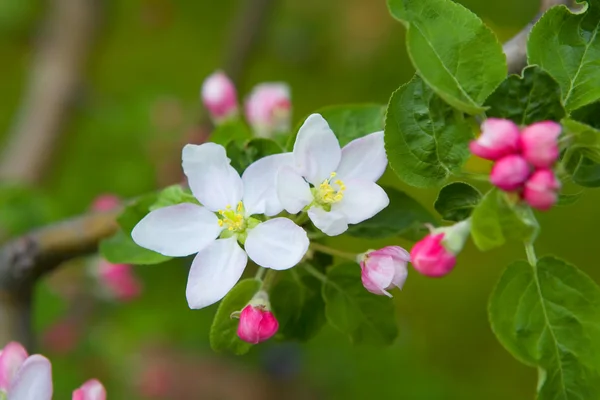 stock image A beautiful flowering tree