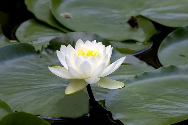 stock image White water-lily