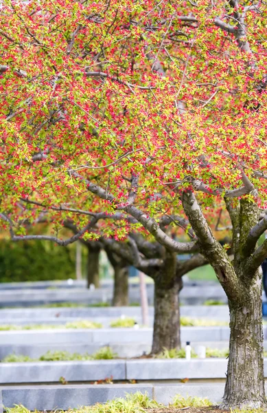 Reihen schön blühender Kirschbäume auf grünem Rasen — Stockfoto