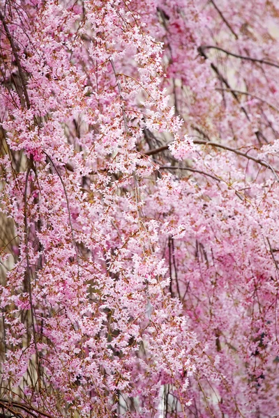 Uma bela árvore de floração — Fotografia de Stock