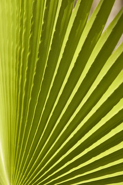 Texture des feuilles de palmier à la lumière naturelle — Photo