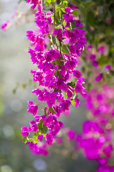 Lindas flores de Israel — Fotografia de Stock
