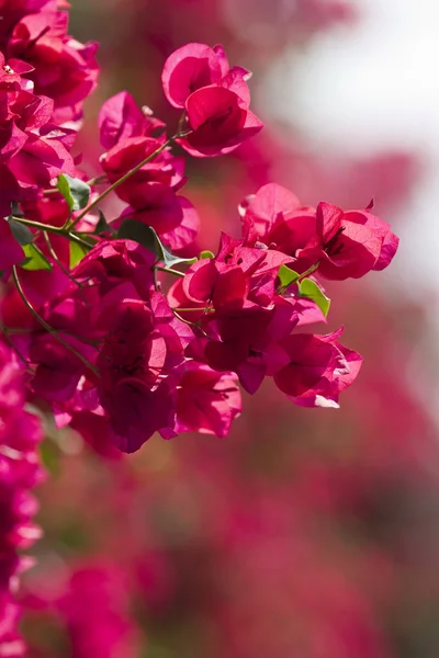 イスラエル共和国の美しい花 — ストック写真