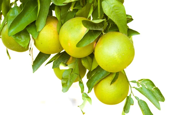 stock image Citrus tree